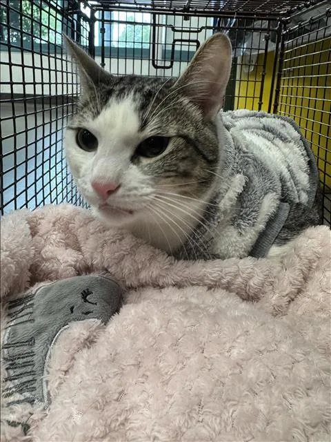A young small-sized male Domestic Short Hair cat named Olive for adoption in Chatsworth, CA