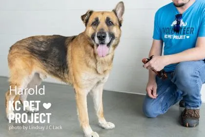 An adult extra large-sized male Black German Shepherd Dog dog named Harold for adoption in Kansas City, MO
