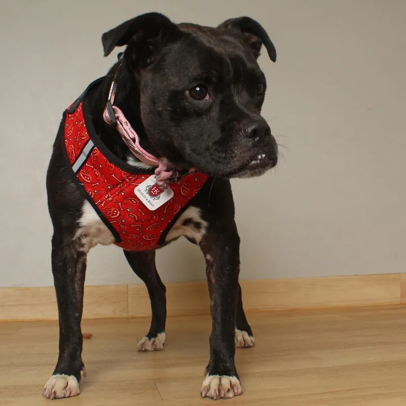 Ruby Sue D thumbnail 5