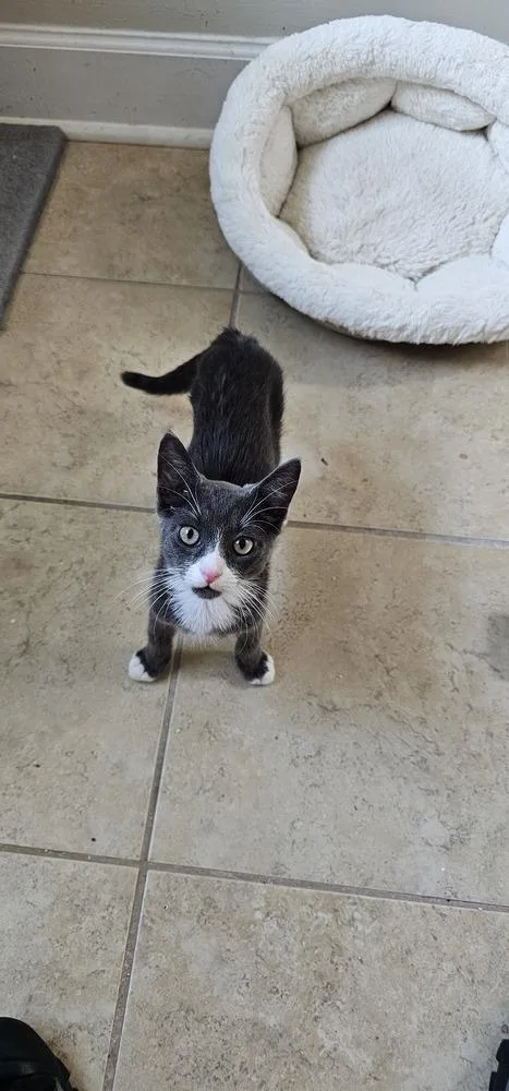 A baby small-sized male Gray & White Domestic Short Hair cat named Tuesday for adoption in Powder Springs, GA