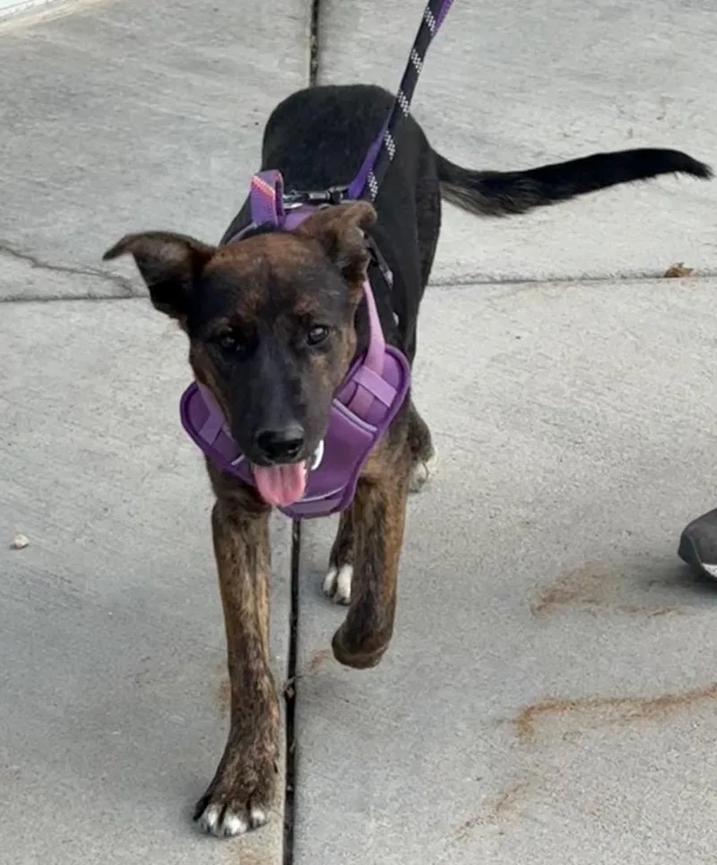 A baby medium-sized female Cattle Dog dog named Fangelica van Boat for adoption in Fort Lupton, CO