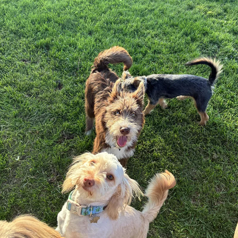 Sherlock thumbnail 2