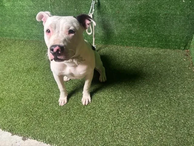 A young medium-sized female Pit Bull Terrier dog named Kaia for adoption in Lancaster, CA