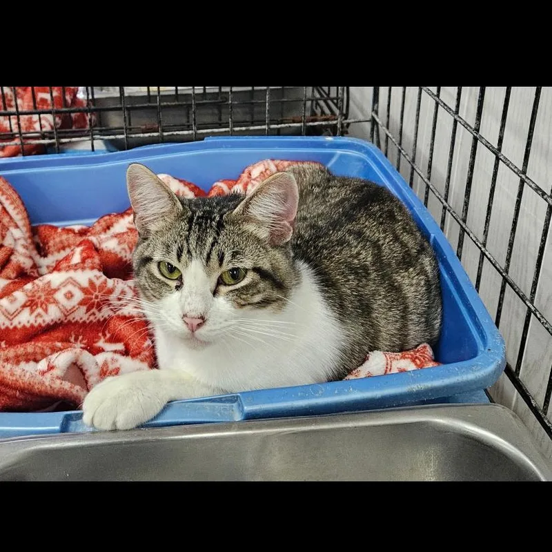 A young small-sized male Gray / Blue / Silver Domestic Short Hair cat named Mr.clean for adoption in Hattiesburg, MS