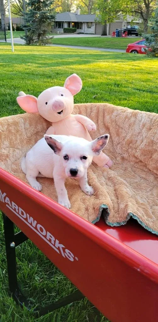 A baby small-sized female Australian Cattle Dog / Blue Heeler dog named Misty for adoption in Indianapolis, IN