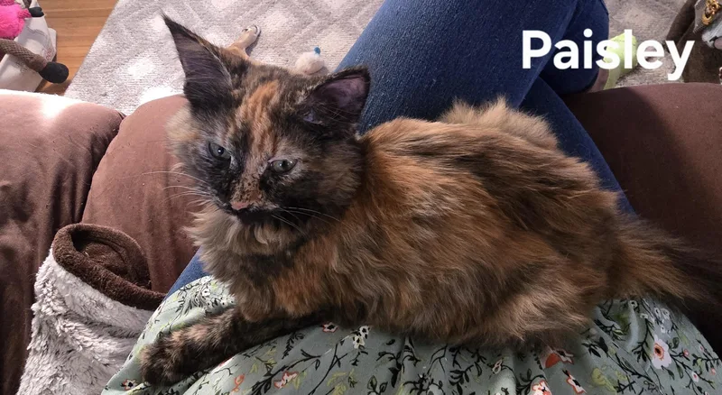 Paisley