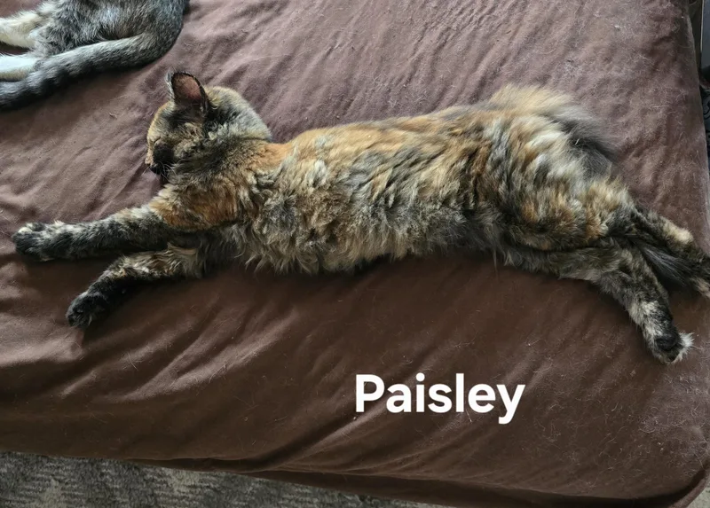 Paisley thumbnail 2