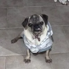 A senior small-sized female Yellow / Tan / Blond / Fawn Pug dog named Millie for adoption in Midland, TX