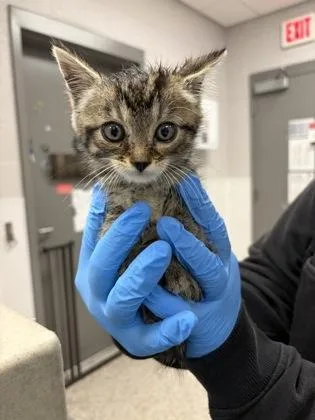 A baby small-sized female Domestic Short Hair cat named Demi Moore for adoption in Gastonia, NC
