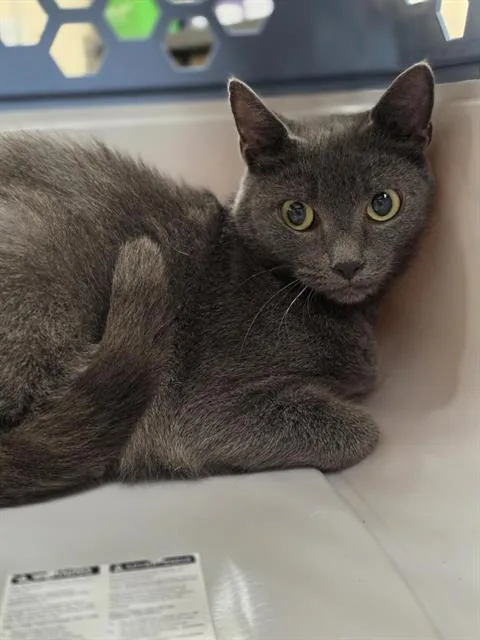 An adult small-sized female Domestic Short Hair cat named Libby for adoption in Aliquippa, PA