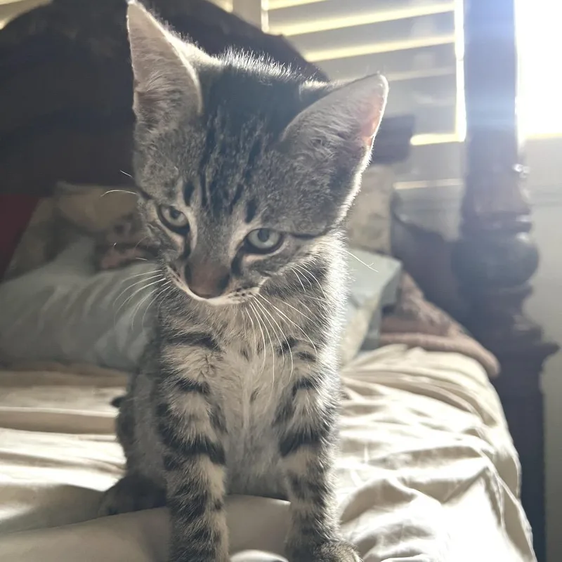 A baby small-sized male Gray / Blue / Silver Domestic Short Hair cat named Biscuit for adoption in San Pedro, CA