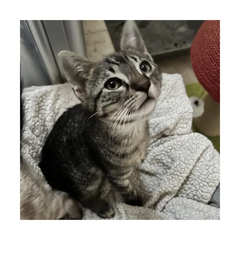 Biscuit thumbnail 2