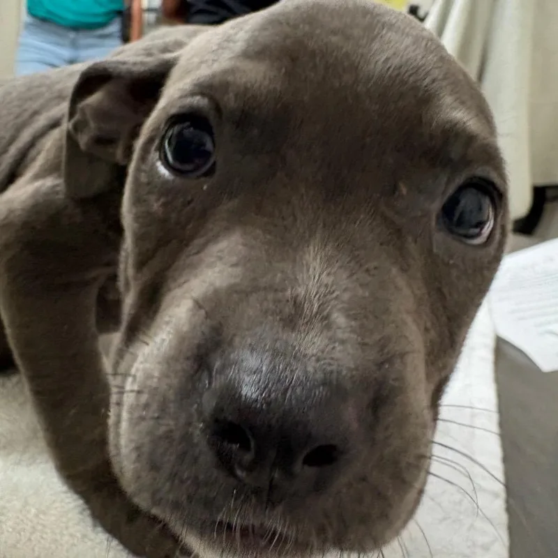 A baby medium-sized male Gray / Blue / Silver English Bulldog dog named Jinu for adoption in Lakeland, FL
