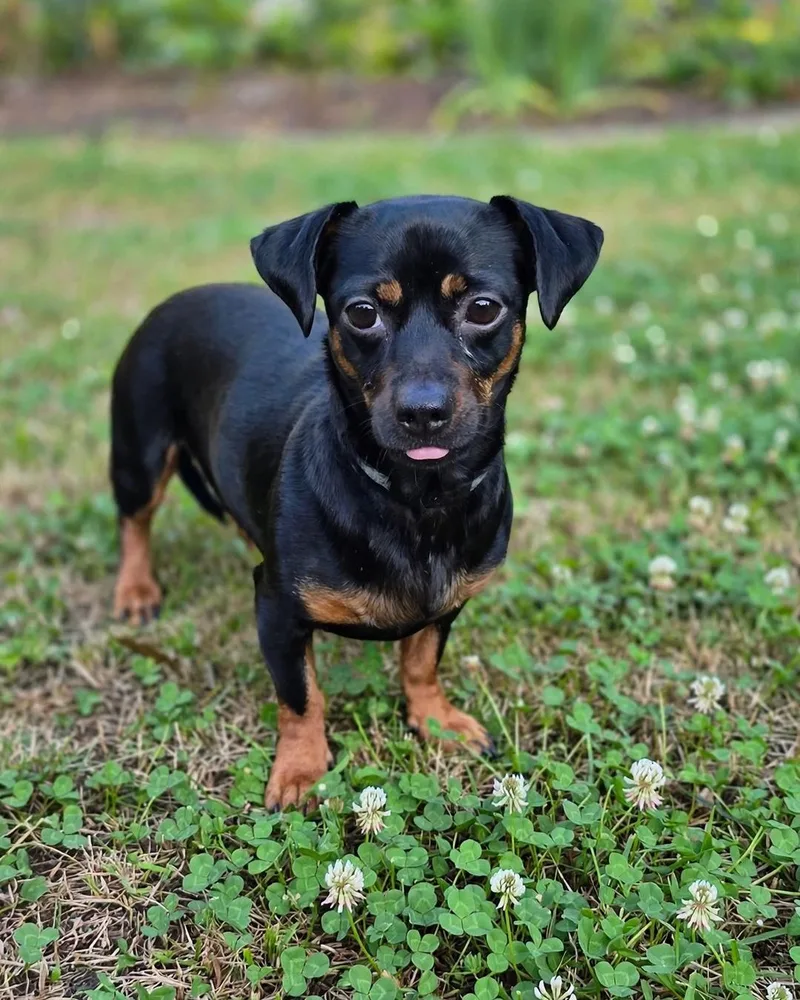 An adult small-sized female Dachshund dog named Daisy for adoption in Redondo Beach, CA