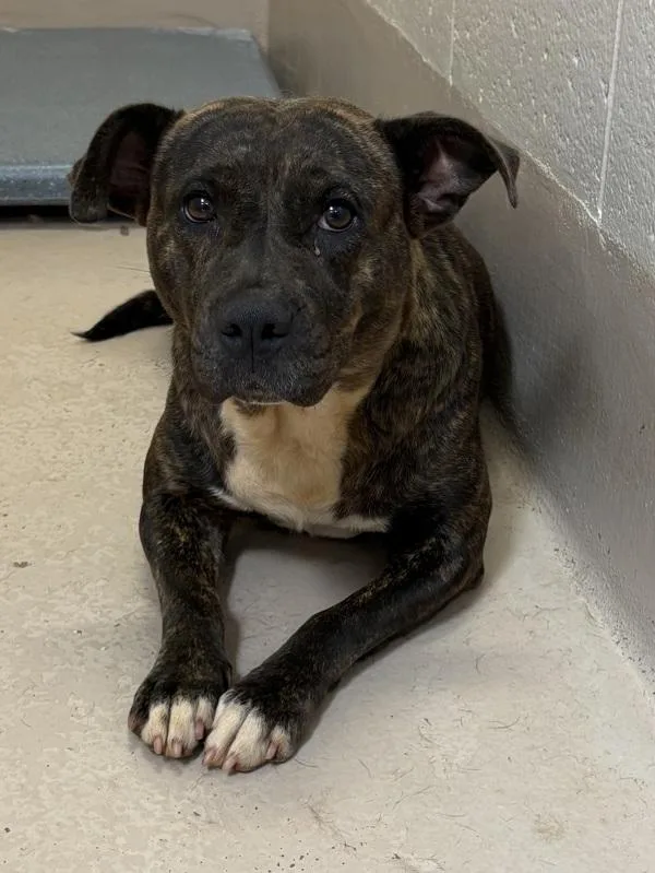 An adult small-sized female Pit Bull Terrier dog named Pen c Wren for adoption in Lawrenceville, GA