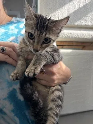 A young medium-sized female Tabby (Buff / Tan / Fawn) Domestic Short Hair cat named Torch for adoption in Key West, FL