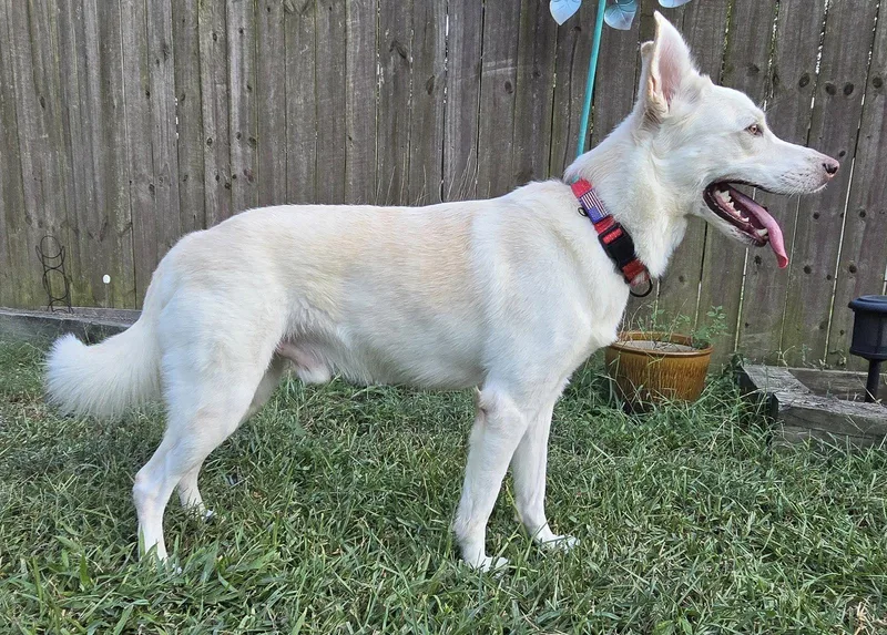 An adult large-sized male White German Shepherd dog named Yukon for adoption in Londonderry, NH