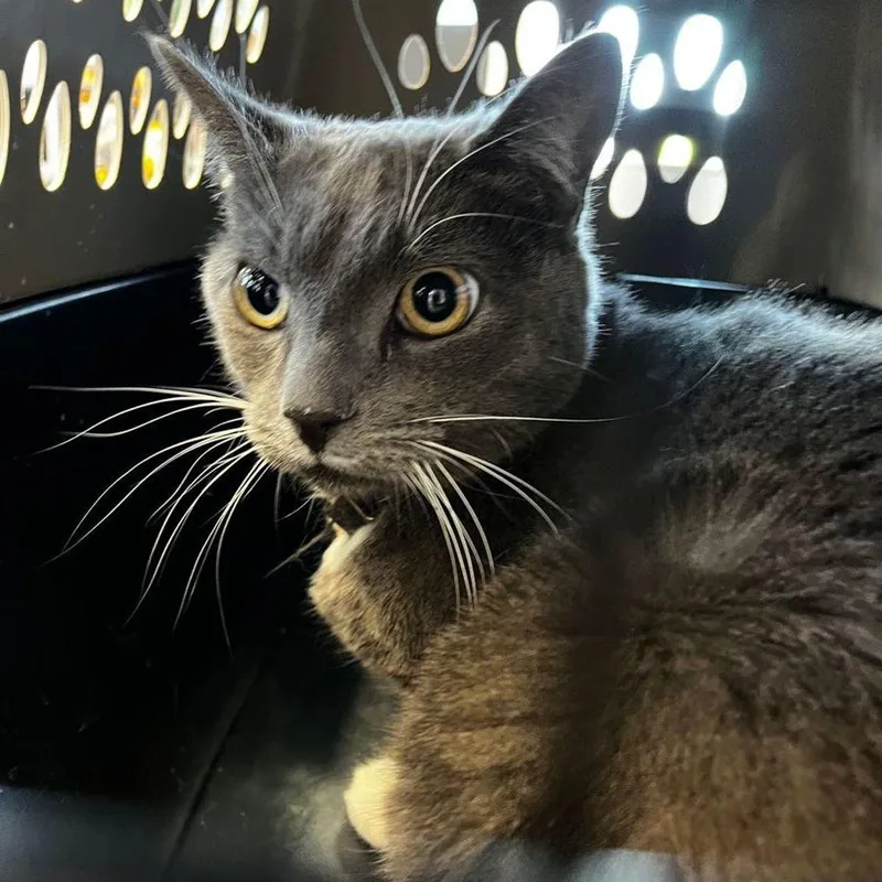 An adult medium-sized male Gray / Blue / Silver Domestic Short Hair cat named Kylo for adoption in Kingman, AZ