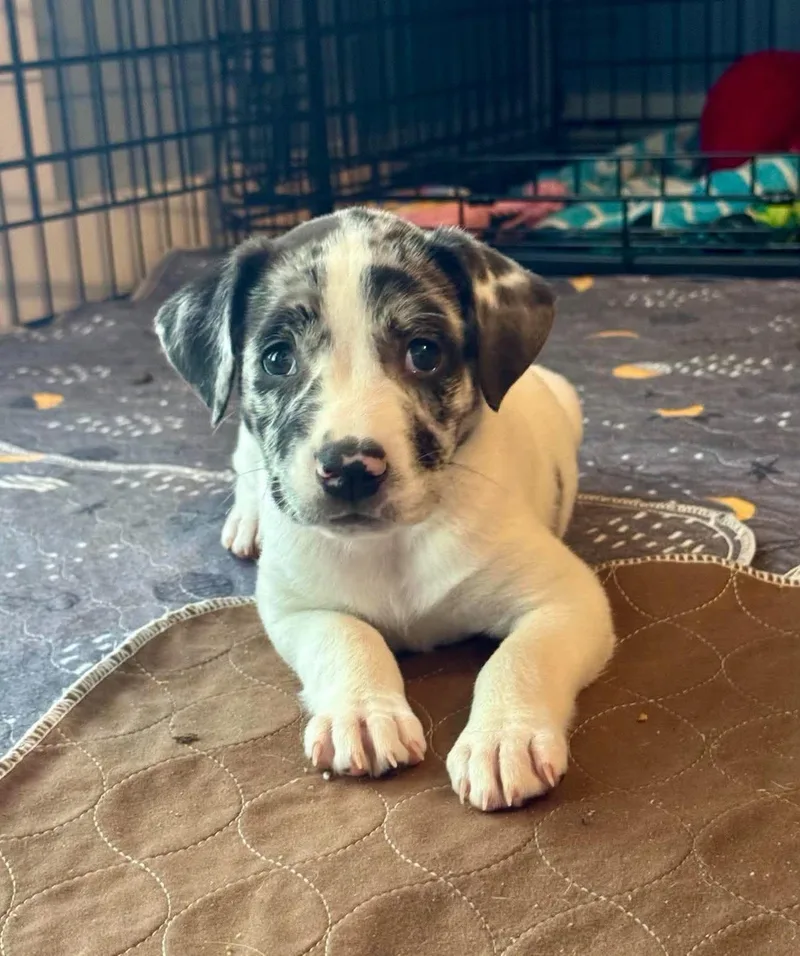 A baby medium-sized female Mixed Breed dog named Dove for adoption in Salem, NH