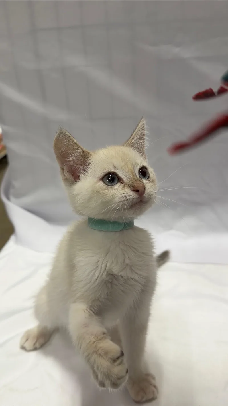 A young small-sized male Domestic Short Hair cat named Honeybun for adoption in Fullerton, CA