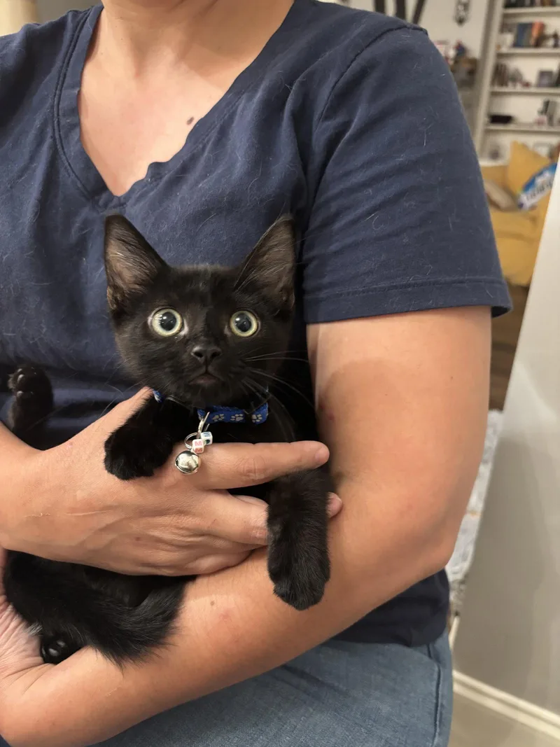 A young medium-sized male Domestic Short Hair cat named M&m for adoption in Camden, SC