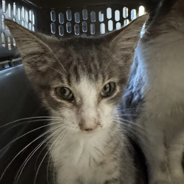 A baby medium-sized male Domestic Medium Hair cat named Smoke for adoption in Des Moines, IA