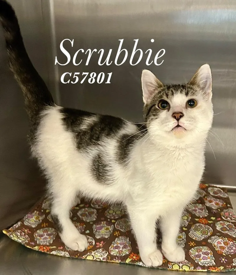 A young medium-sized male Domestic Short Hair cat named Scrubbie for adoption in Clarksville, TN