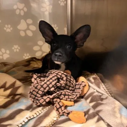 A baby small-sized female Cardigan Welsh Corgi dog named Isabelle for adoption in Morton Grove, IL