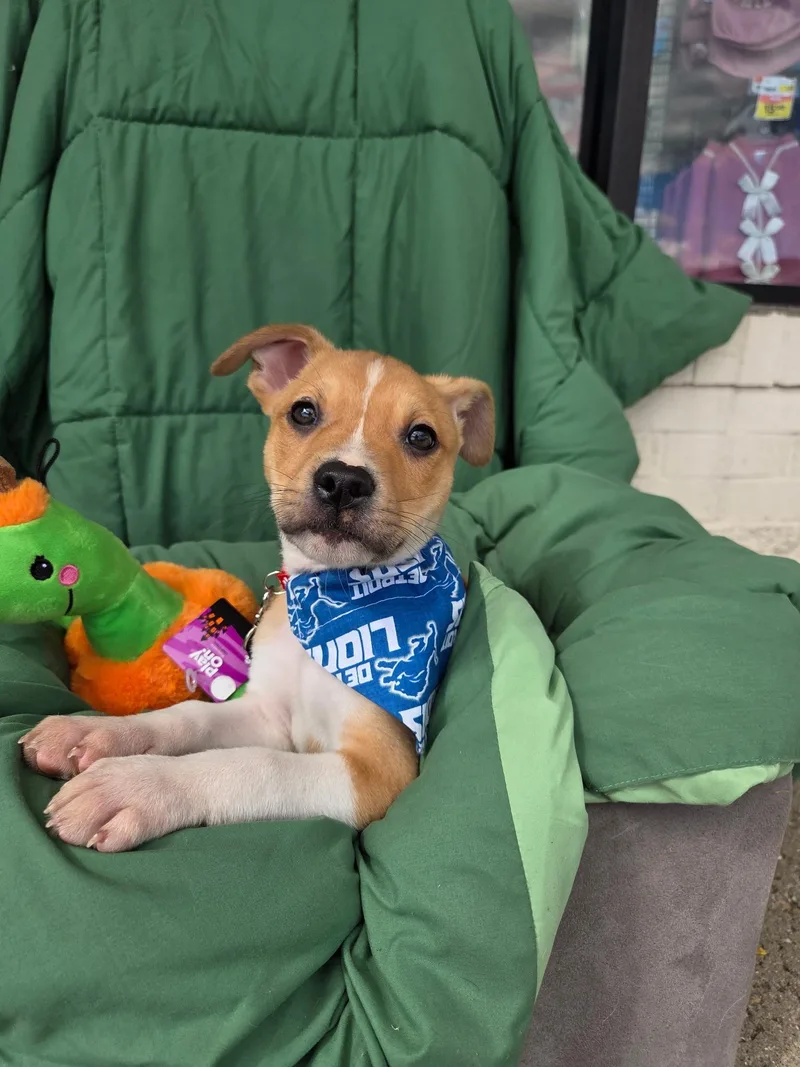 A baby medium-sized male Apricot / Beige Boxer dog named Buddy for adoption in White Lake, MI