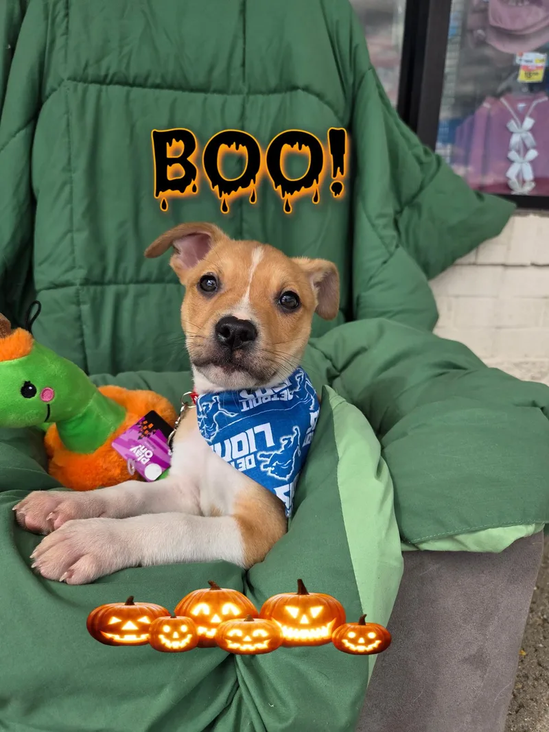 Buddy thumbnail 6