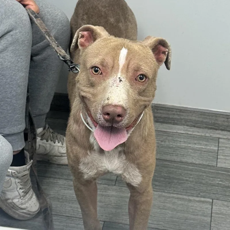 An adult large-sized male Yellow / Tan / Blond / Fawn Mixed Breed dog named French Fry for adoption in Jacksonville, FL