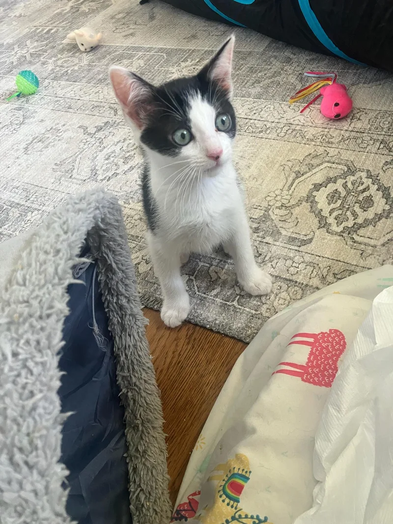A young small-sized female Black & White / Tuxedo Domestic Short Hair cat named Avril for adoption in Los Altos Hills, CA