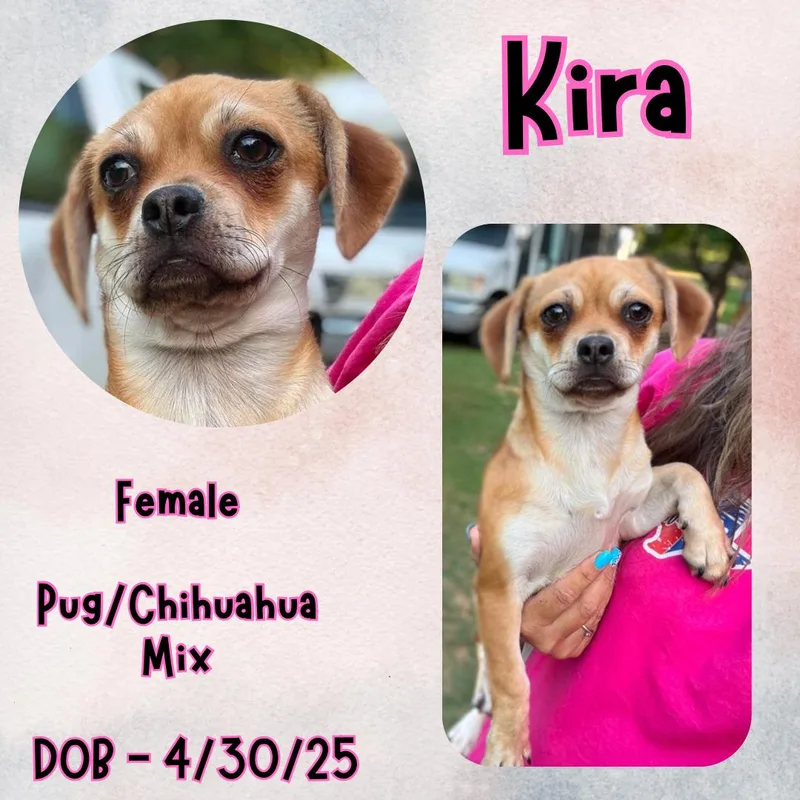 A young small-sized female Golden Chihuahua dog named Kira for adoption in Caldwell, TX