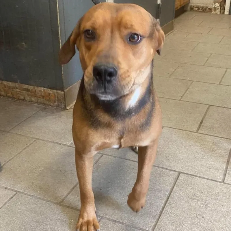 An adult medium-sized male Black Mixed Breed dog named Odysseus for adoption in Huntington, WV