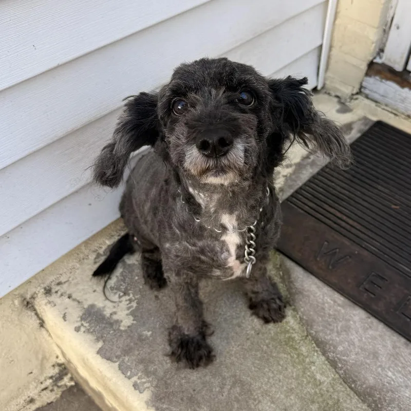 A senior small-sized male Black Mixed Breed dog named Pepper for adoption in West Chester, PA