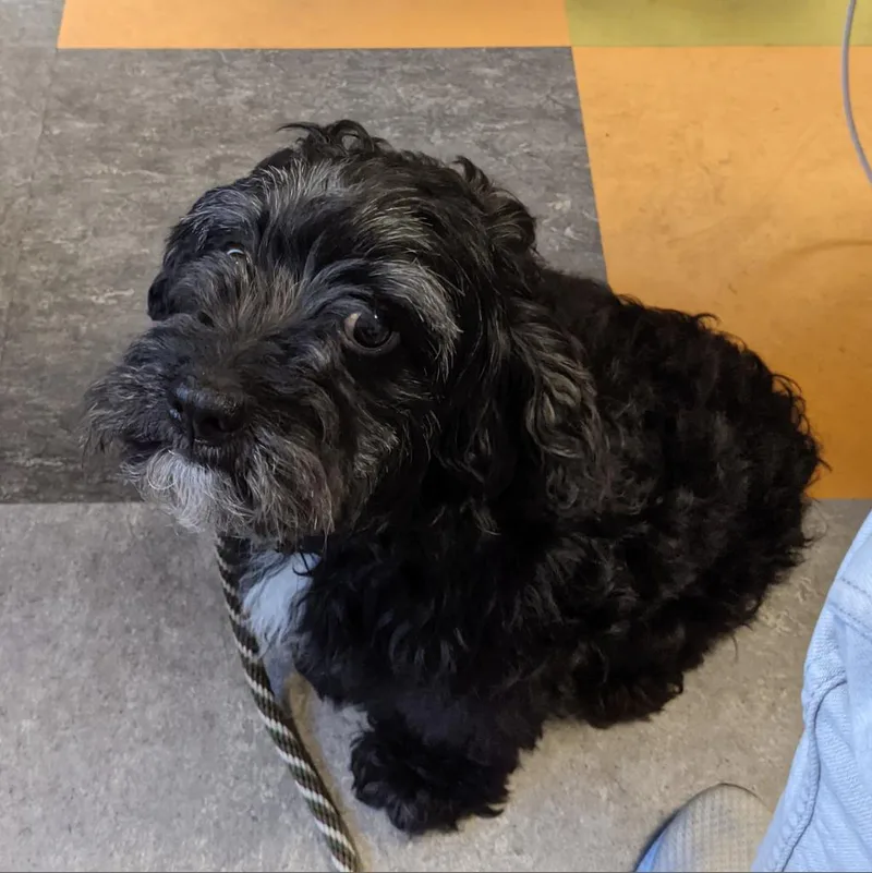 Pepper thumbnail 2