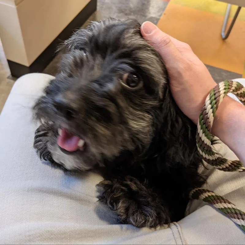 Pepper thumbnail 3