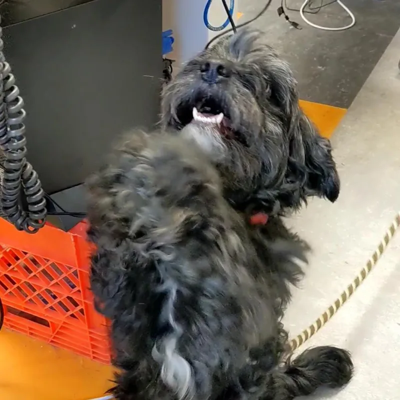 Pepper thumbnail 4