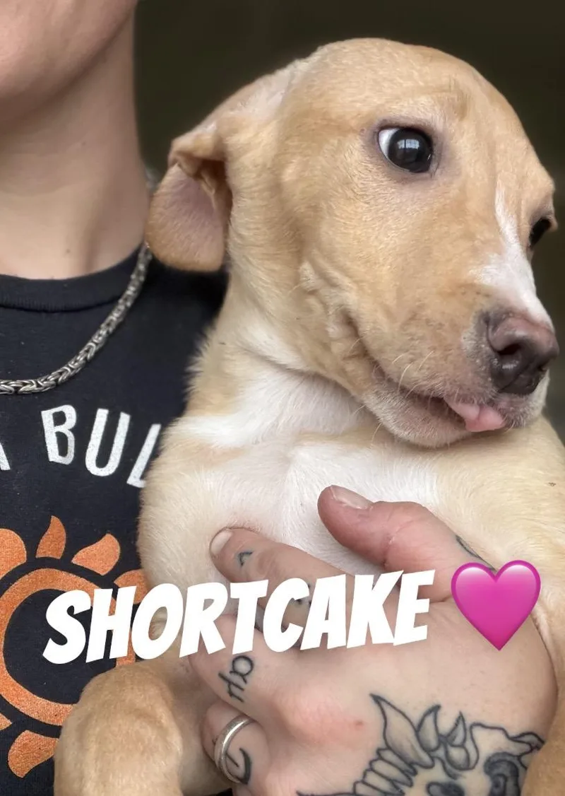 A young medium-sized female Pit Bull Terrier dog named Shortcake for adoption in Felton, PA