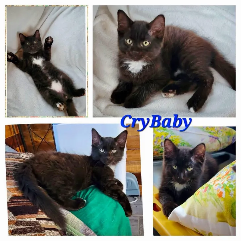 A baby medium-sized male Black Domestic Medium Hair cat named Crybaby for adoption in Greensburg, PA