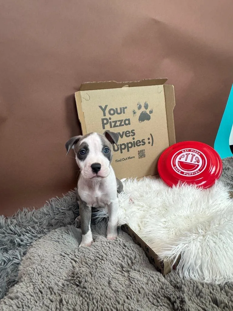 A baby medium-sized male Pit Bull Terrier dog named Funghi for adoption in Phoenix, AZ