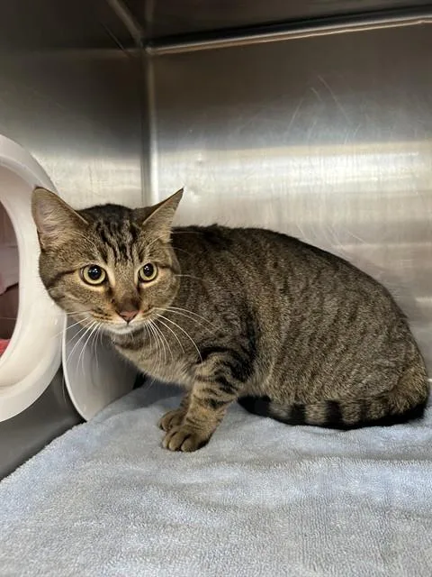 A young medium-sized male Domestic Short Hair cat named Springroll for adoption in Huntsville, AL