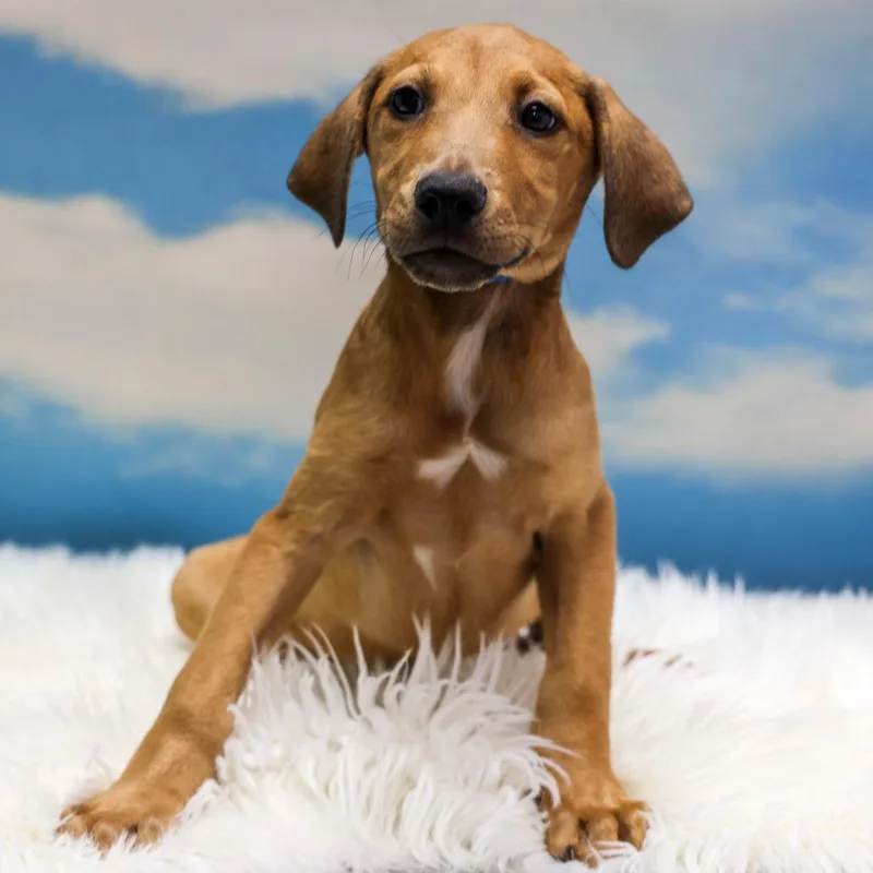 A baby medium-sized male Brown / Chocolate Mixed Breed dog named Sells for adoption in Casa Grande, AZ