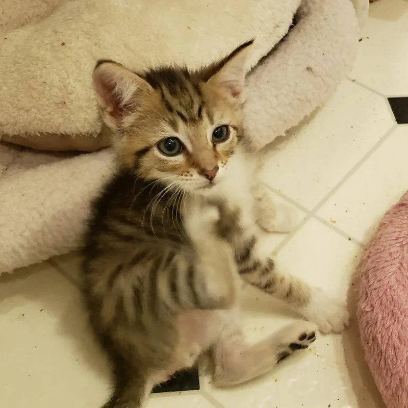 A baby small-sized male Calico Domestic Medium Hair cat named Dickory for adoption in Madisonville, TN