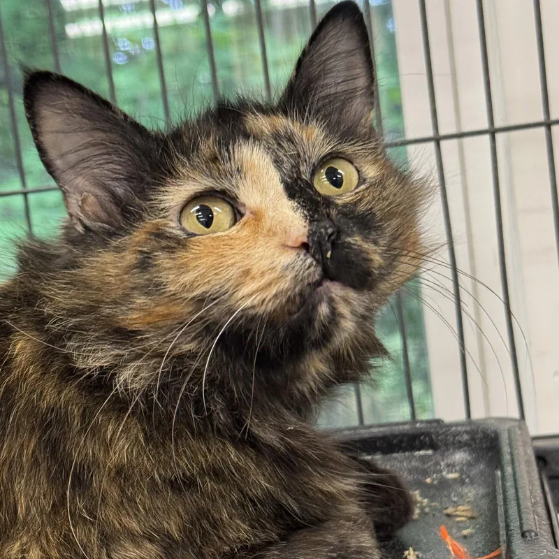An adult medium-sized female Domestic Medium Hair cat named Honeybell for adoption in Winchendon, MA