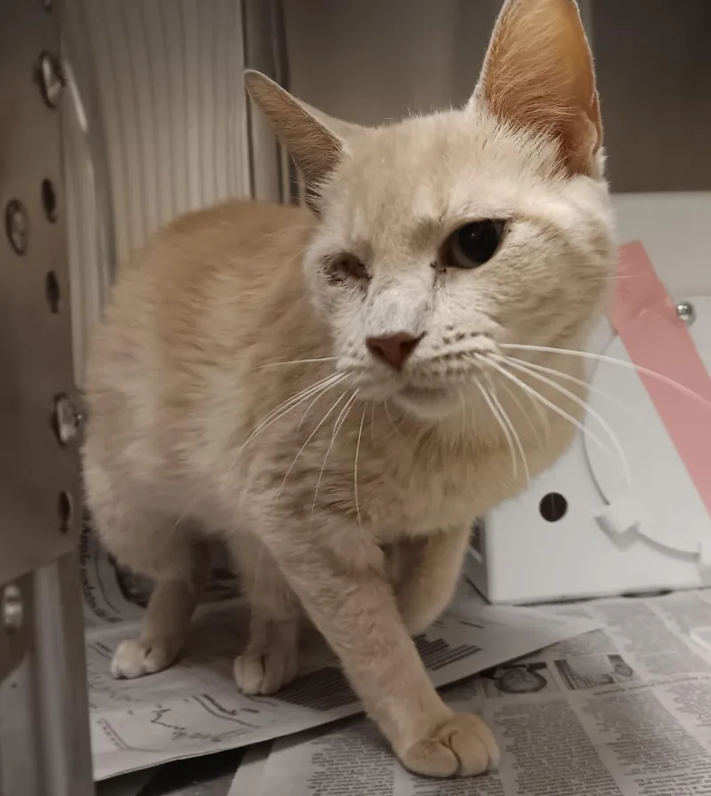 A young medium-sized female Domestic Short Hair cat named Ryla for adoption in New Braunfels, TX