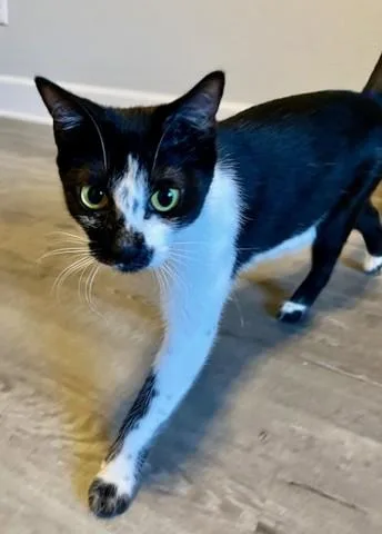 An adult small-sized female Domestic Short Hair cat named Freckles for adoption in Denver, CO