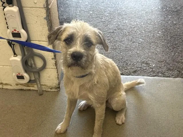 An adult medium-sized male Toy Fox Terrier dog named Baxter for adoption in San Bernardino, CA