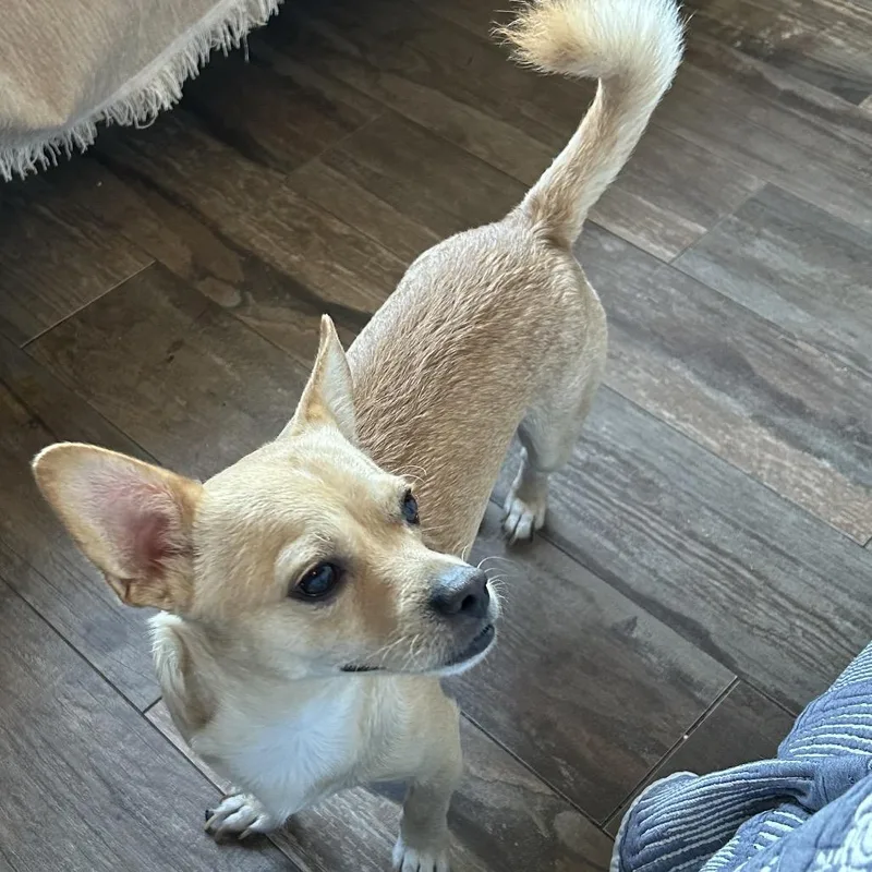 An adult small-sized male Chihuahua dog named Loquito for adoption in Santa Fe, TX