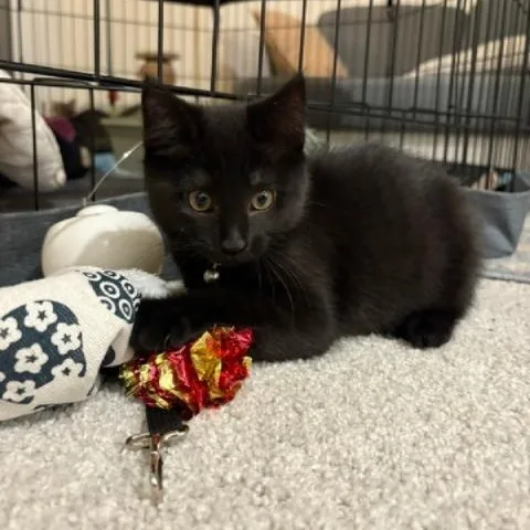 A baby small-sized female Black Domestic Short Hair cat named Black Currant for adoption in Richmond, VA